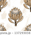 Hand drawn Protea flower graphic seamless pattern. Protea line drawing tribal style background. Vector illustration 137293038