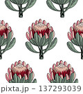 Hand drawn Protea flower graphic seamless pattern. Protea line drawing tribal style background. Vector illustration 137293039
