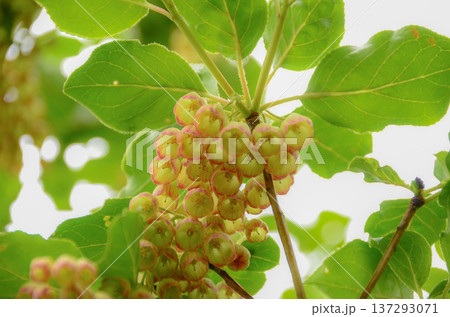 サラサドウダン 137293071