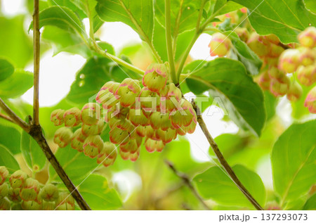 サラサドウダン 137293073