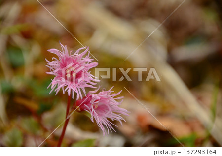 コイワカガミ コイワカガミ 137293164