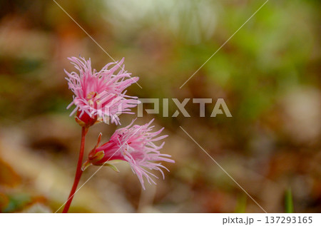 コイワカガミ 137293165