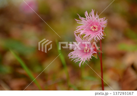 コイワカガミ 137293167