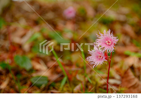 コイワカガミ 137293168