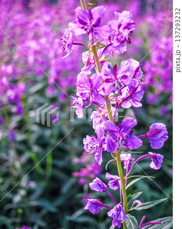 Purple fireweed flower in bright summer field Purple fireweed flower in bright summer field 137293232
