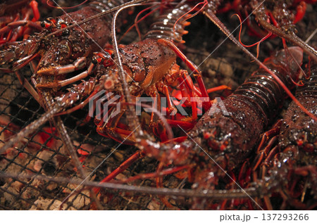 伊勢海老の炭火焼き 137293266