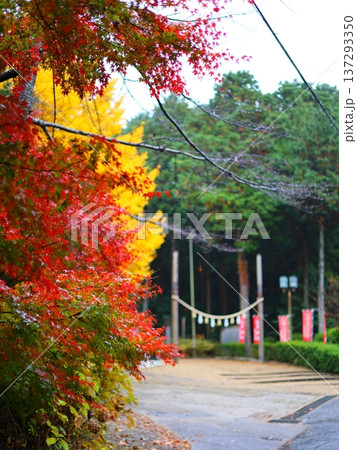 しめ縄と赤と黄の紅葉 137293350