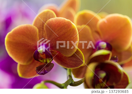 コチョウラン ファレノプシス コチョウラン属 137293685