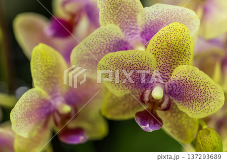 コチョウラン ファレノプシス コチョウラン属 137293689