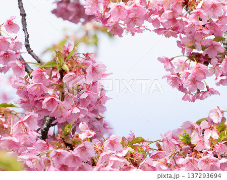 美しい河津桜の花 美しい河津桜の花 137293694