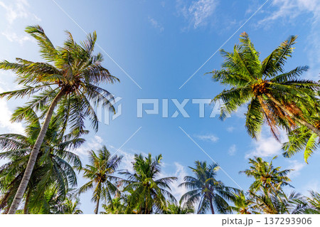 Tall palm trees reach for a clear blue sky Tall palm trees reach for a clear blue sky 137293906