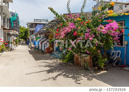 Colorful blooms frame a quiet, sunlit alleyway 137293926