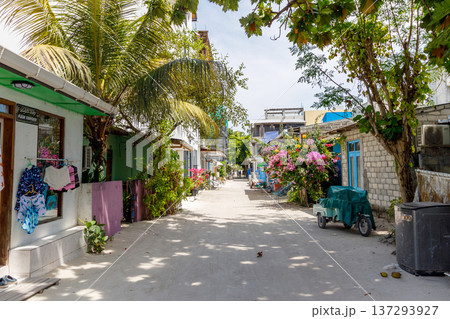 Tropical alley lined with palm trees and blooming flowers 137293927
