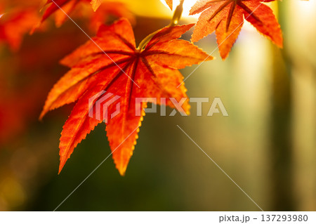 楓 カエデ メープル 137293980