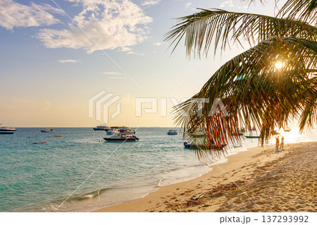Golden sun filters through palm fronds 137293992