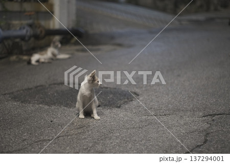 何かを気にする子猫 何かを気にする子猫 137294001