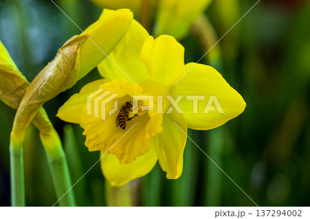 水仙 すいせん ラッパズイセン 137294002