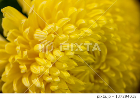 黄色 イエロー 黄色い 137294018