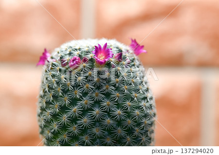 サボテンの花が咲きました 137294020