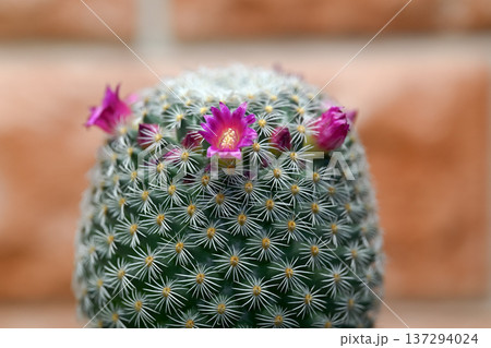 サボテンの花が咲きました 137294024
