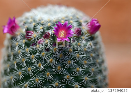 サボテンの花が咲きました サボテンの花が咲きました 137294025