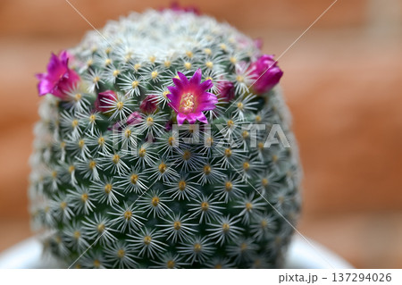 サボテンの花が咲きました 137294026