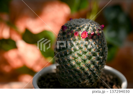 サボテンの花が咲きました サボテンの花が咲きました 137294030