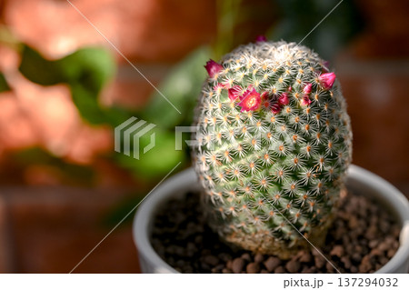サボテンの花が咲きました サボテンの花が咲きました 137294032