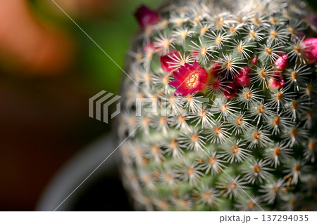 サボテンの花が咲きました サボテンの花が咲きました 137294035