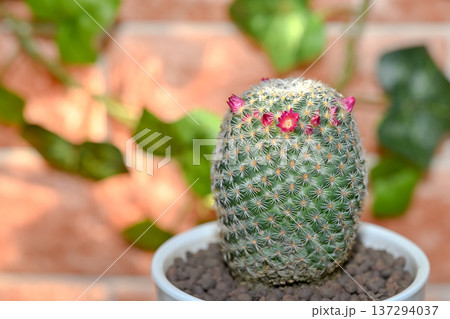 サボテンの花が咲きました サボテンの花が咲きました 137294037