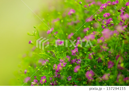 金鶏菊 ジャノメソウ 蛇の目草 137294155