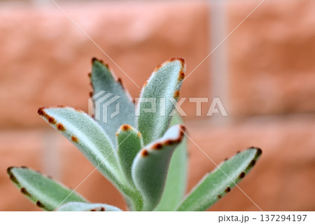 ツキトジ 137294197