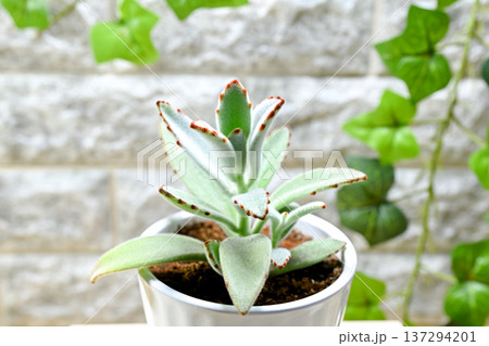 ツキトジ 137294201