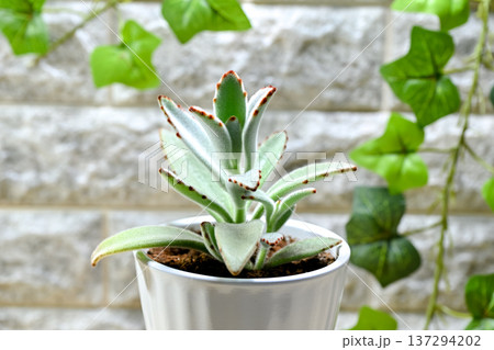 ツキトジ 137294202