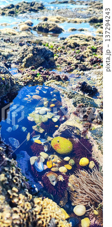 Seabed background featuring sea urchins, seaweed, rocks, and colorful marine life. Concept of natural beauty, marine life banner. Seabed background featuring sea urchins, seaweed, rocks, and colorful marine life. Concept of natural beauty, marine life banner. 137294243
