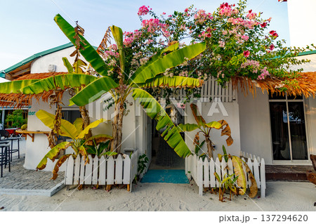 Tropical house with banana trees and pink blossoms 137294620