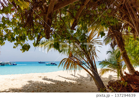 Sunlit beach framed by swaying palm fronds Sunlit beach framed by swaying palm fronds 137294639