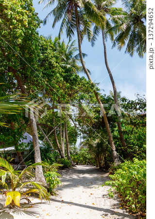 Sun-dappled path winds through lush palm trees Sun-dappled path winds through lush palm trees 137294652