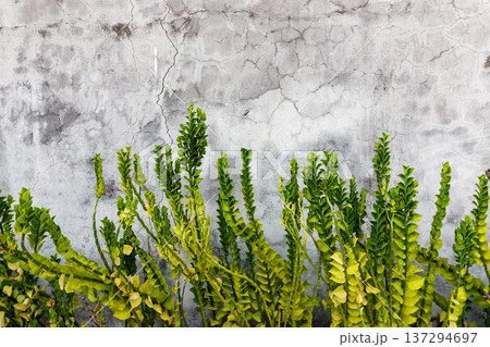 Firm green ferns grow against weathered concrete wall Firm green ferns grow against weathered concrete wall 137294697
