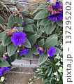 紫色の花 137295202