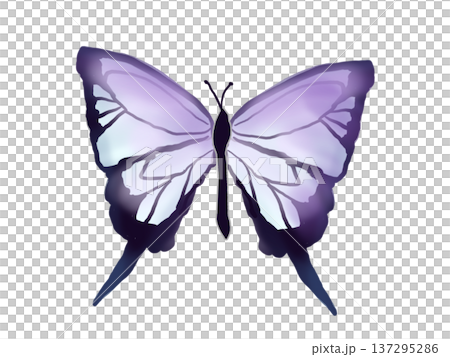 蝴蝶展開雙翼的插圖 蝴蝶展開雙翼的插圖 137295286
