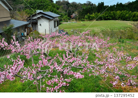 桃の花咲く里山の原風景 137295452