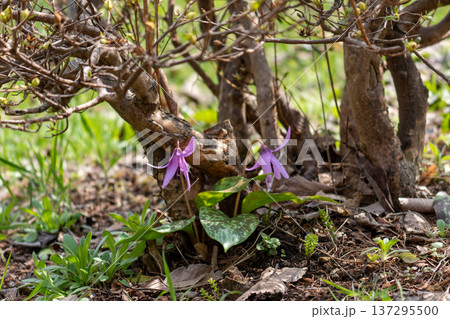 カタクリの花が咲き始めました カタクリの花が咲き始めました 137295500