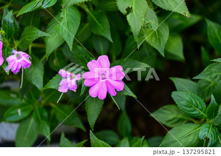 Close-up of pink Impatiens in the garden with nature light. Pink Impatiens flowers in outdoors. Flower and plant. 137295821