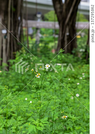 White little daisies in public park with nature light. Wild little white daisies flowers in garden. Flower and plant. 137295862