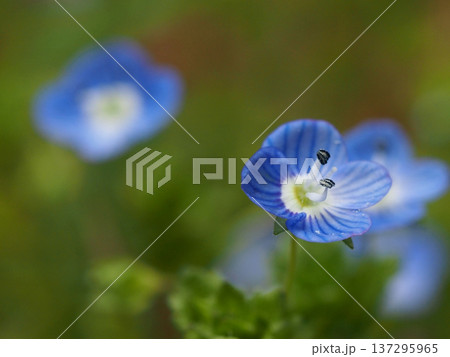 オオイヌフグリの花のクローズアップ(庭先の青い星の瞳) オオイヌフグリの花のクローズアップ(庭先の青い星の瞳) 137295965