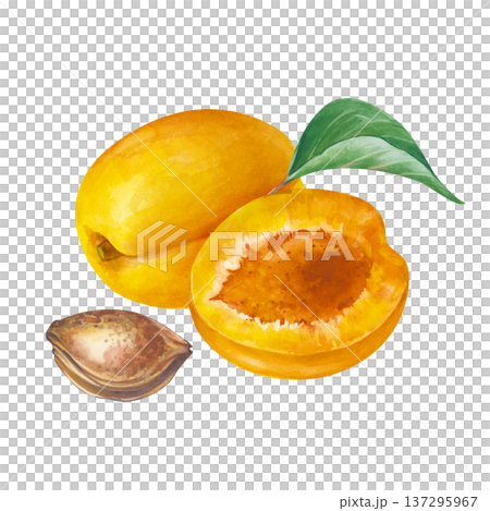 Watercolor composition with a whole apricot, a half, a stone and a green leaf. Botanical illustration with ripe fruits on an isolated background. For the design of jams, juices, baby food. 137295967