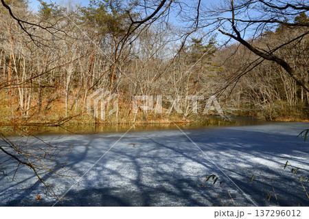 ロマンチック茨城（凍り付く冬の木立の中に、昼下がりの太陽が差し込み温もりを与える。）笠間市、白鳥湖 137296012