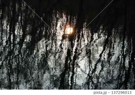 ロマンチック茨城（冬木立の闇が湖面を暗く覆うなか、暖かな光が闇を輝かす。）笠間市、白鳥湖 137296013