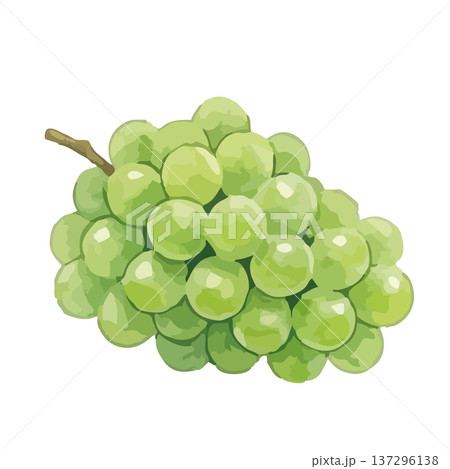 水彩風のシャインマスカットイラスト 137296138